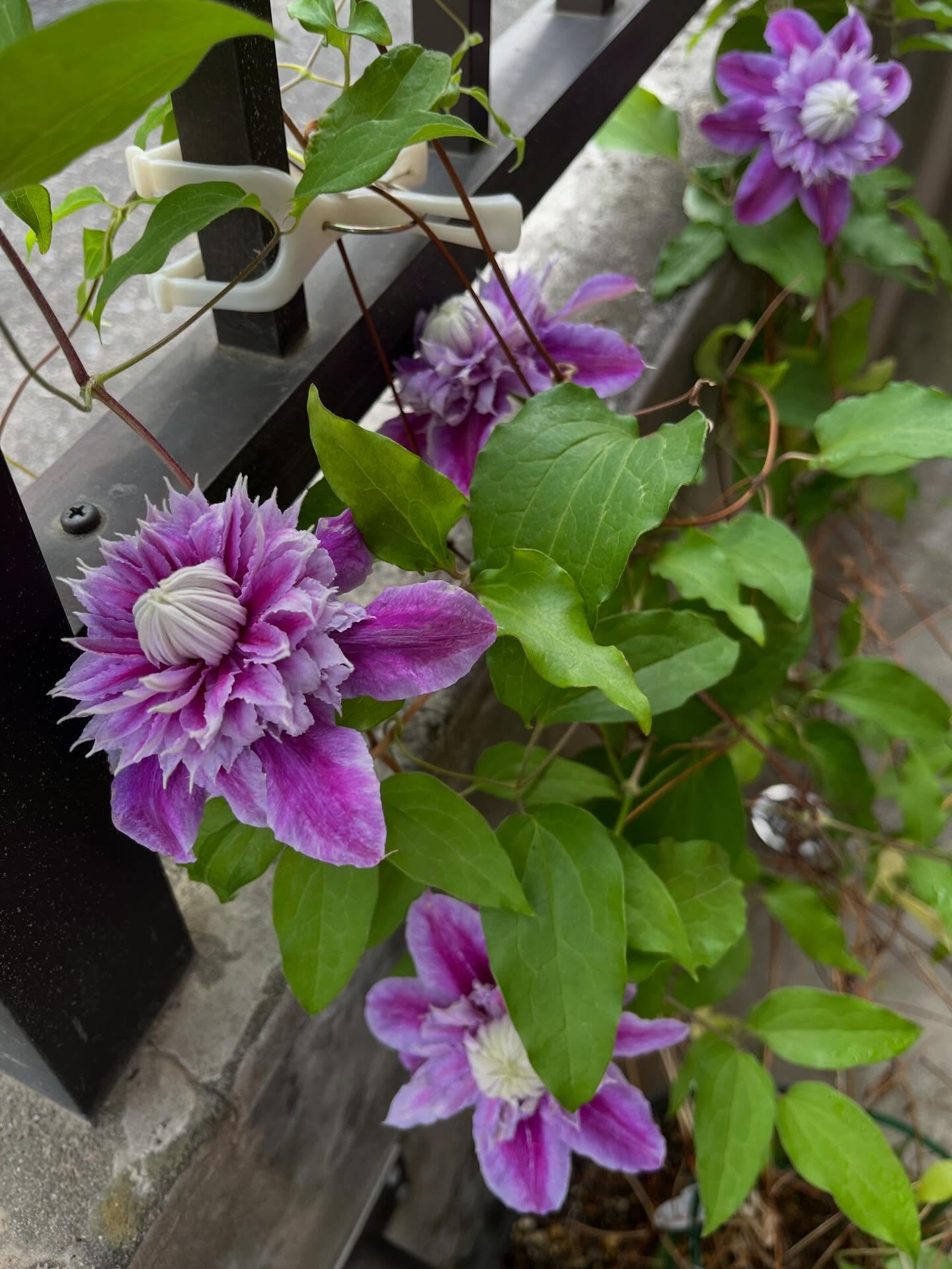 クレマチスはたくさんの花が開いて咲いていてとても綺麗です✨